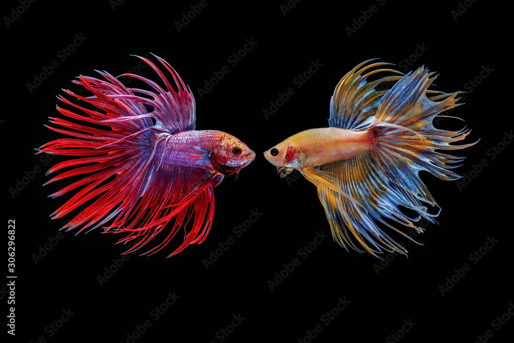 Siamese fighting fish, Beautiful style of betta splendens, isolated on a black background. Siamese fighting fish, Beautiful style of betta splendens, isolated on a black background.