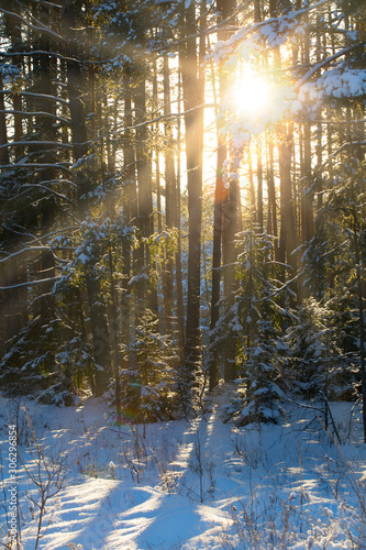 Dawn in the winter forest © salman2