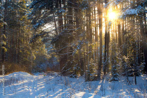 Dawn in the winter forest © salman2