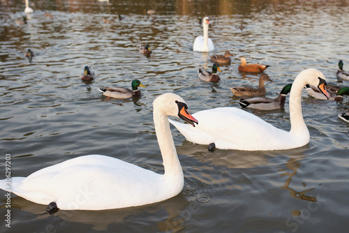 white swans and ducks on the lake