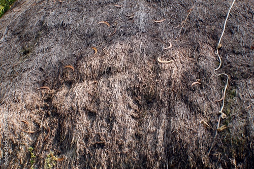 straw roof thatch texture photo