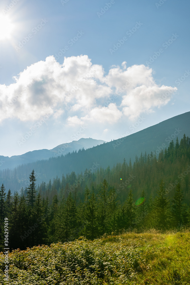 Sunny day in Polish Tatra mountains in summer