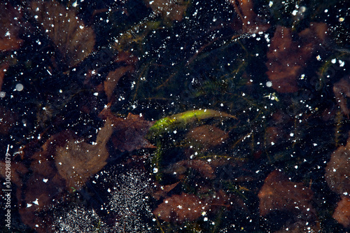 Smooth ice-covered surface of pond through which peep fallen autumn leaves, among the brown one bright green leaf. Texture, background.