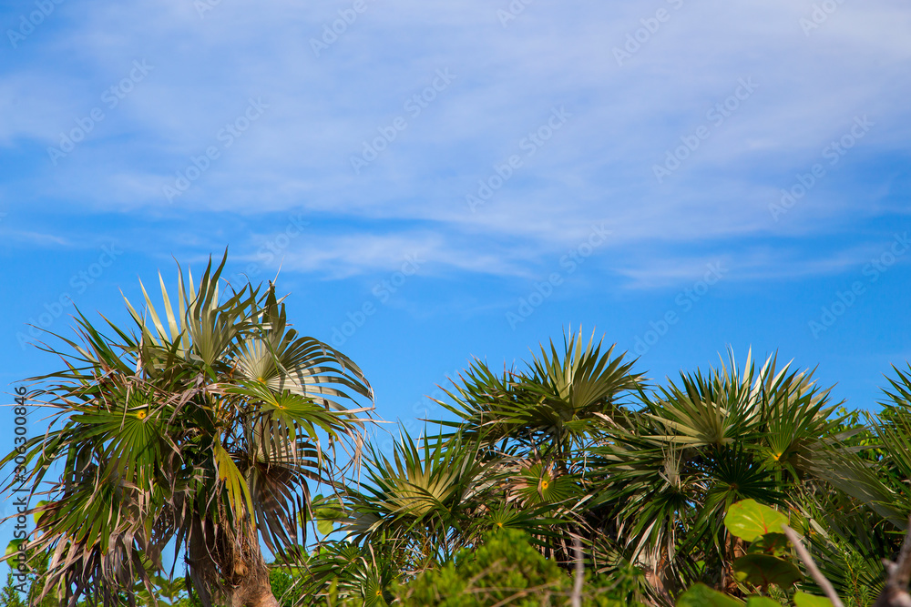 Fototapeta premium Sky with clouds through the palm trees.Horizontally.