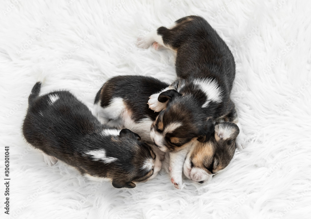Newborn beagle puppies asleep Newborn beagle puppies asleep