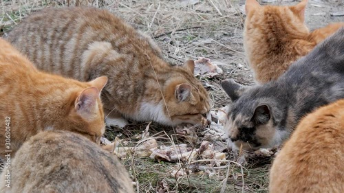 flock of stray red cats eat leftovers