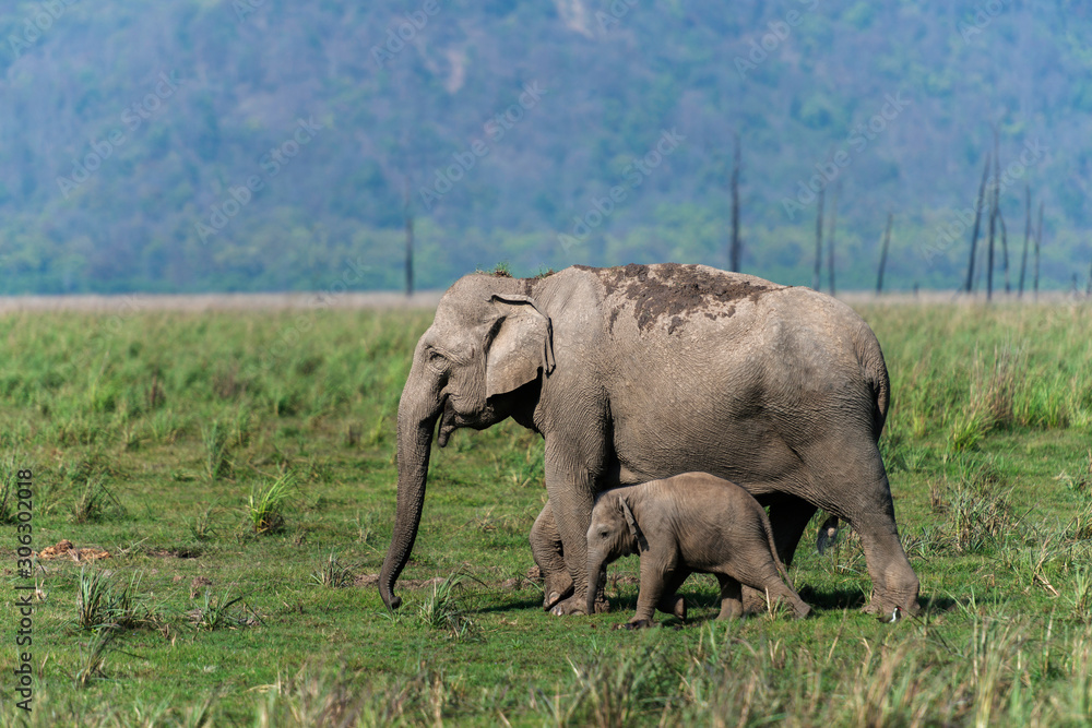Fototapeta premium Protecting mother elephant, Dhikala, Jim Corbett National Park, Nainital, Uttarakhand, India