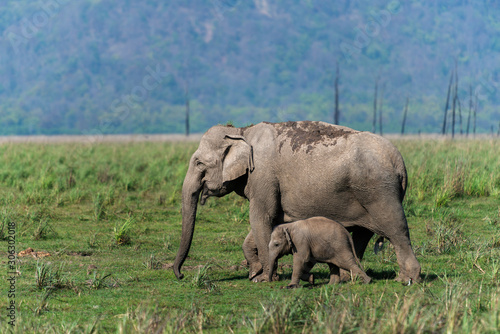 Protecting mother elephant  Dhikala  Jim Corbett National Park  Nainital  Uttarakhand  India