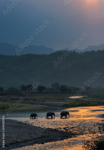 Elephants crossing Ramganga, Dhikala, Jim Corbett National Park, Nainital, Uttarakhand, India