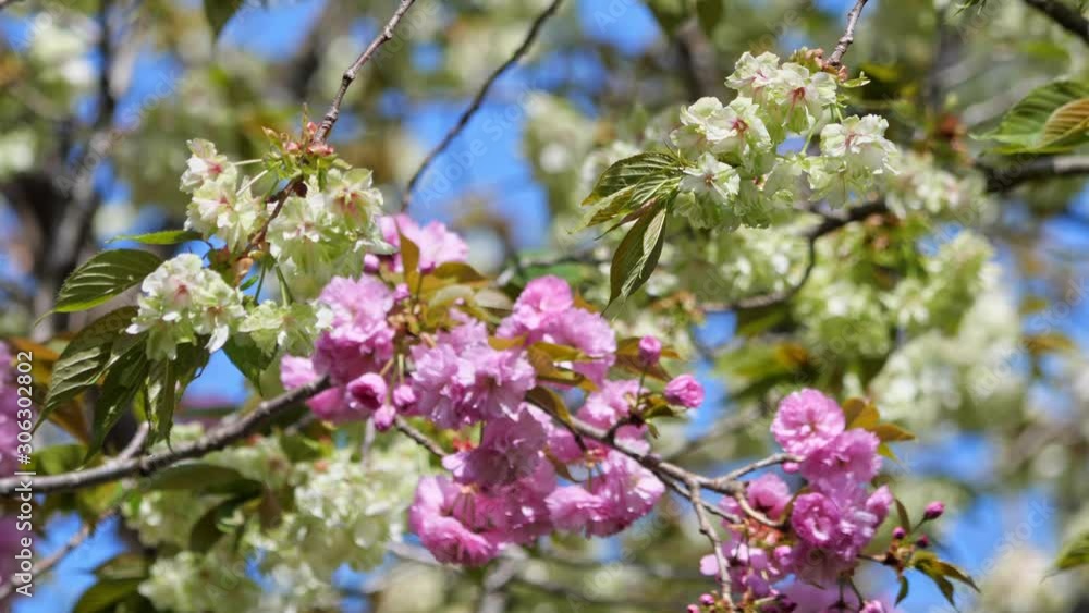 八重桜と重なる御衣黄 アップ 八重桜と重なる御衣黄 アップ