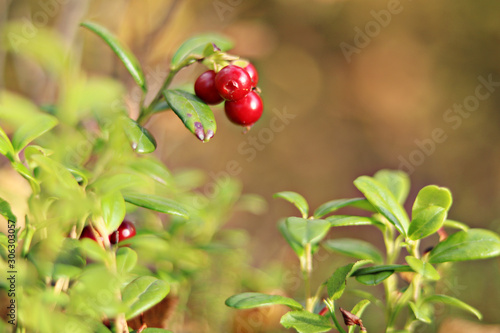 Bushes of red ripe cowberry in the autumn forest.Selective focus.a close up