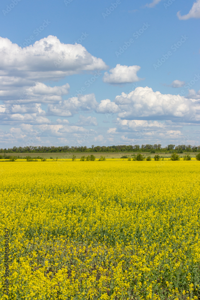 blooming rapeseed meadow, yellow flowers, clear blue sky with cumulus white clouds. Rural landscape with rapeseed blossom field blooming rapeseed meadow, yellow flowers, clear blue sky with cumulus white clouds. Rural landscape with rapeseed blossom field