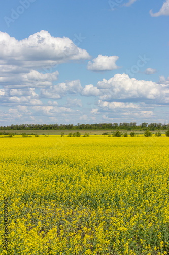 blooming rapeseed meadow  yellow flowers  clear blue sky with cumulus white clouds. Rural landscape with rapeseed blossom field