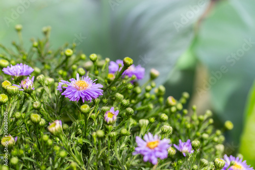 Symphyotrichum novi-belgii or American aster  purple lilac garden ornamental flower. Large green bush Symphyotrichum blossom. Background backdrop wallpaper copy space