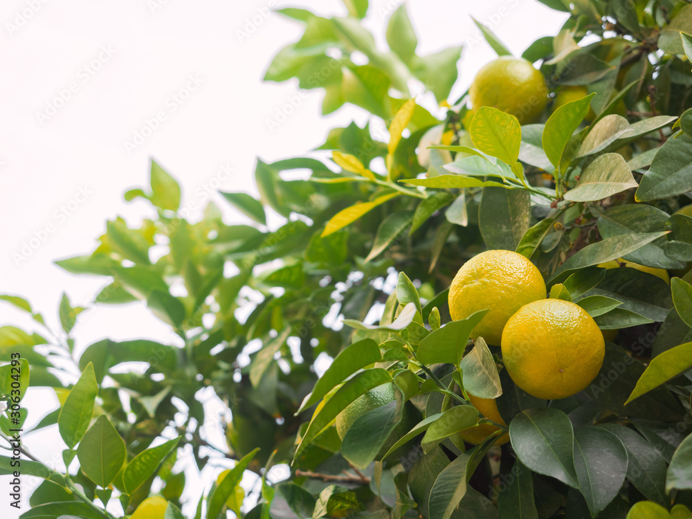 Ripe tangerines on a branch in natural conditions. Tropical fruits. Close-up