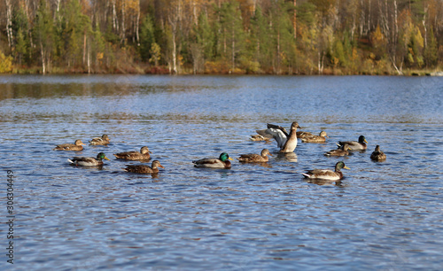 Brown ducks and drakes with green necks swim in a blue lake in Sunny weather. Selective focus. Observation of the life of birds. Autumn landscape