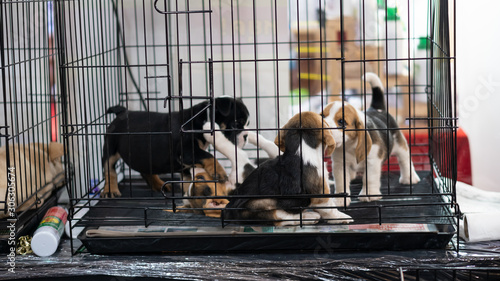 Canvas Print Three cute little dogs that are locked in cages for sale.