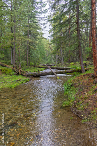 Beautiful creek in the Siberian taiga.