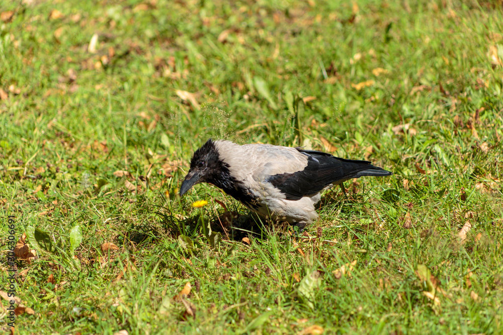 The Raven on a green meadow. The Raven on a green meadow.