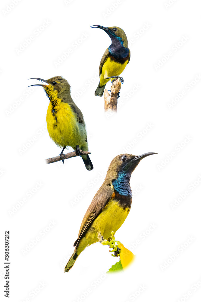 Fototapeta premium Male Olive-backed sunbird perching on a tree branch isolated on white background