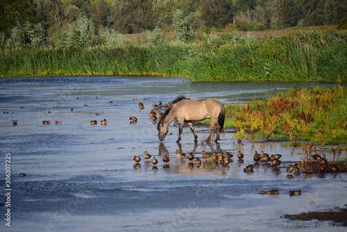 Konik wild horse drinking water in Oostvaardersplassen Nature Reserve in Holland