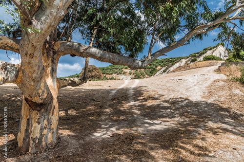 Dirt road under a large eucalyptus © andrey_iv