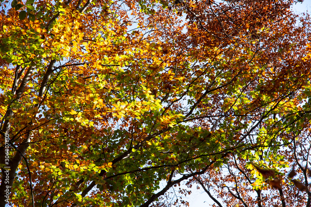 Crohn autumn forest over his head Crohn autumn forest over his head