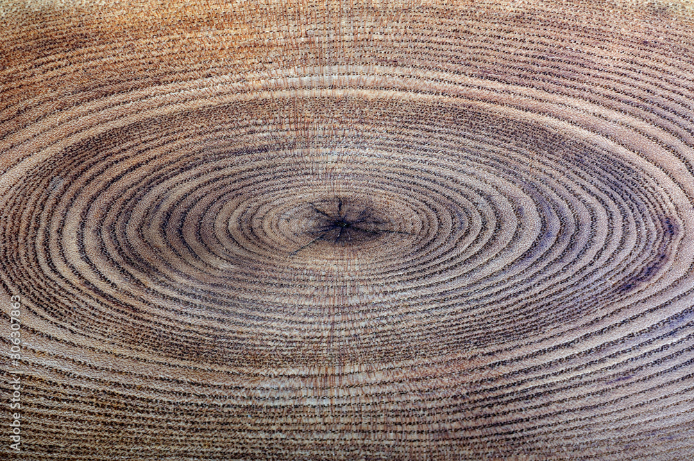 Fototapeta premium A close up of the cut of a ash tree. ( Fraxinus mandshurica )