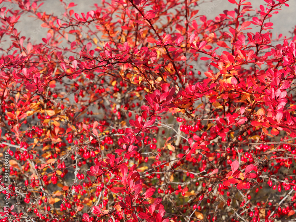 Berberis thunbergii 'Atropurpurea' ou Épine-vinette de Thunberg pourpre au rameaux épineux, glabres, pourprés, garnis de baies rouge vif, au magnifique feuillage pourpre foncé virant au rouge écarlate Berberis thunbergii 'Atropurpurea' ou Épine-vinette de Thunberg pourpre au rameaux épineux, glabres, pourprés, garnis de baies rouge vif, au magnifique feuillage pourpre foncé virant au rouge écarlate