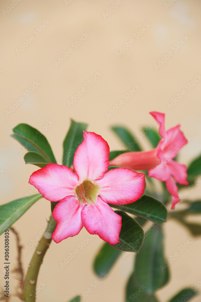 pink flowers on a white background pink flowers on a white background
