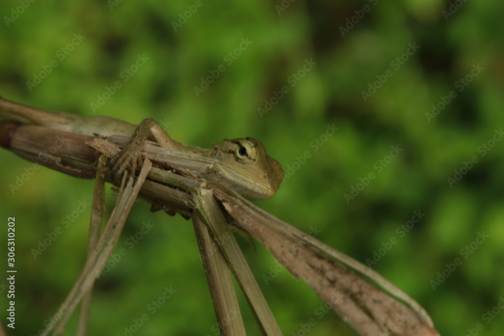 Beautiful Indian Tree Lizard or Oriental Garden Lizard in nice green blurr background. Beautiful Indian Tree Lizard or Oriental Garden Lizard in nice green blurr background.