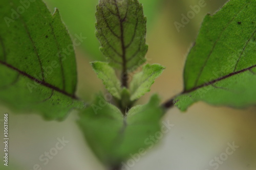 Tulsi leaf