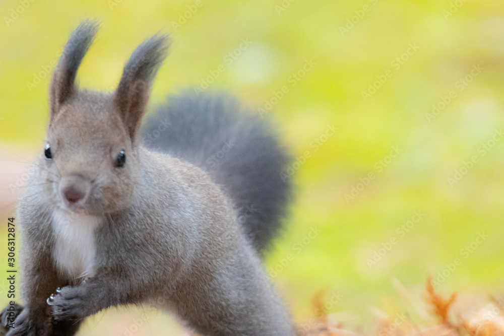 Obraz premium るんるんエゾリス