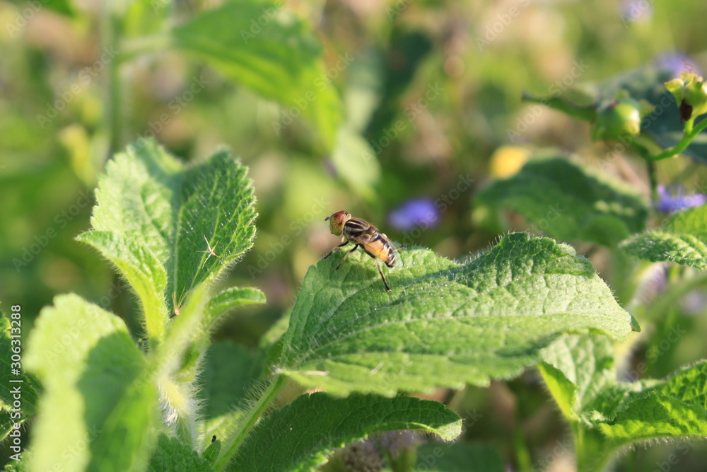 Fly insect on green leaf with softly blurred natural background Fly insect on green leaf with softly blurred natural background
