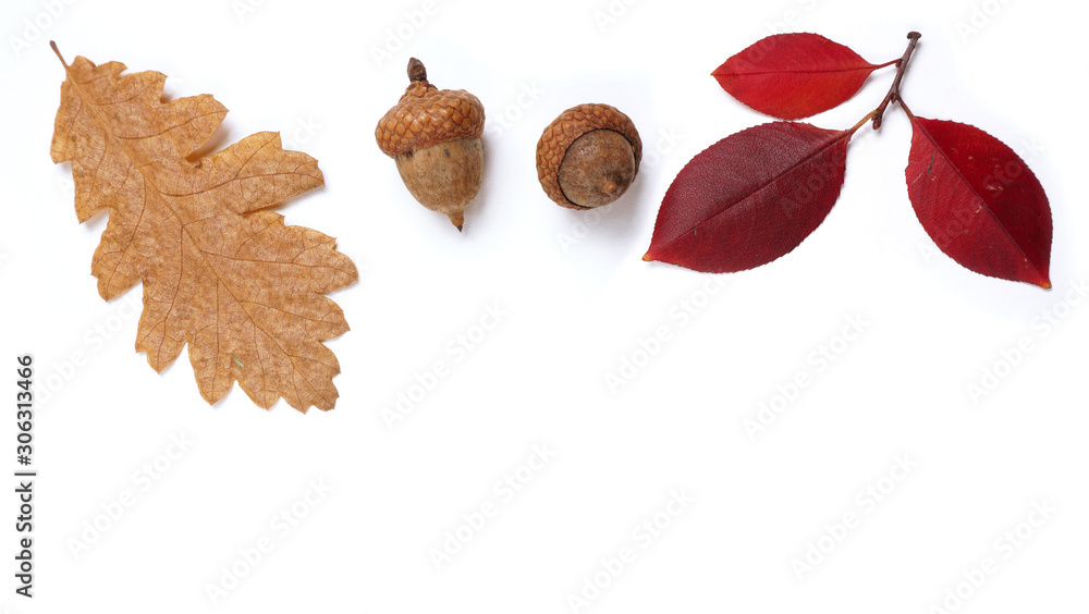 custom made wallpaper toronto digitalAutumn corner border banner of acorns and leaves, and fall decor on a white background with copy space