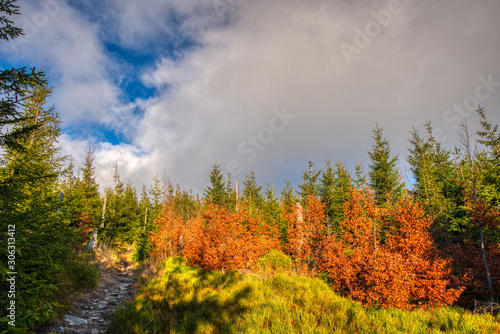 forest hiking trail on top of mountain and around with small trees in autumn colors