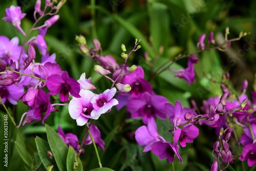 Colorful flowers in the garden.flower blooming.Beautiful flowers in the garden. 