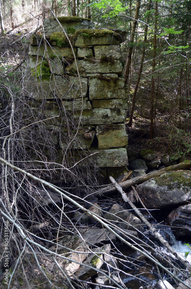 Obraz premium Forest on a summer day in Central Norway