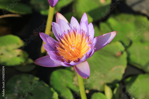 purple lotus on green lotus leaf background  Shallow dept of field