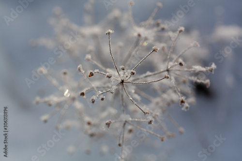 Winter background, morning frost on the grass in ice © Luidmila Spot