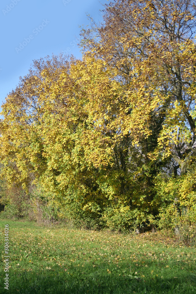 Autumn background. Trees with yellow leaves against blue sky on a sunny day