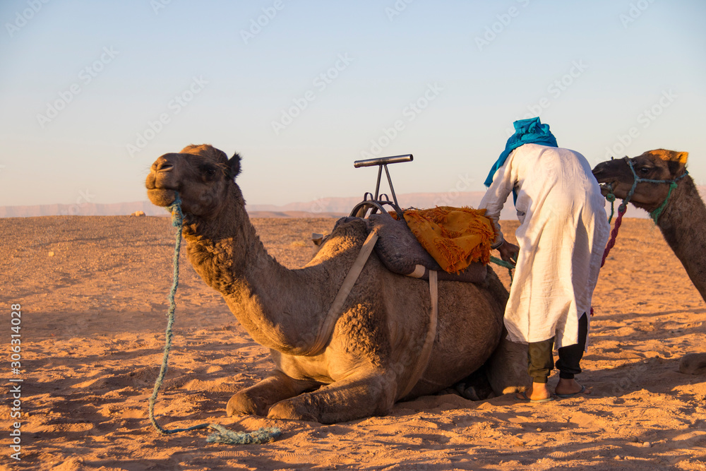 Fototapeta premium Paseos en Camello por el desierto de Zahora