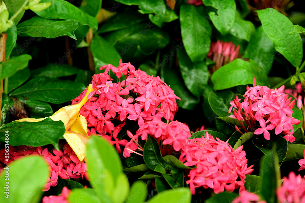 Colorful flowers in the garden.flower blooming.Beautiful flowers in the garden. Colorful flowers in the garden.flower blooming.Beautiful flowers in the garden.