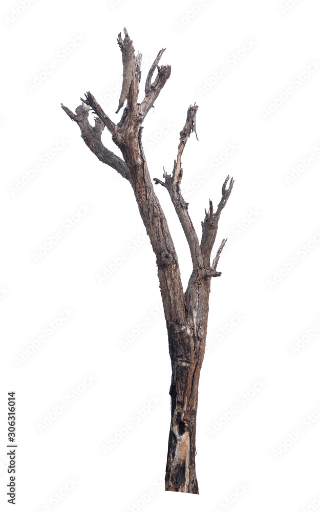 tree death or branch die on white background tree death or branch die on white background