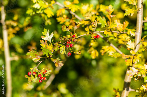 hawthorn branch with ripe red berries in autumn