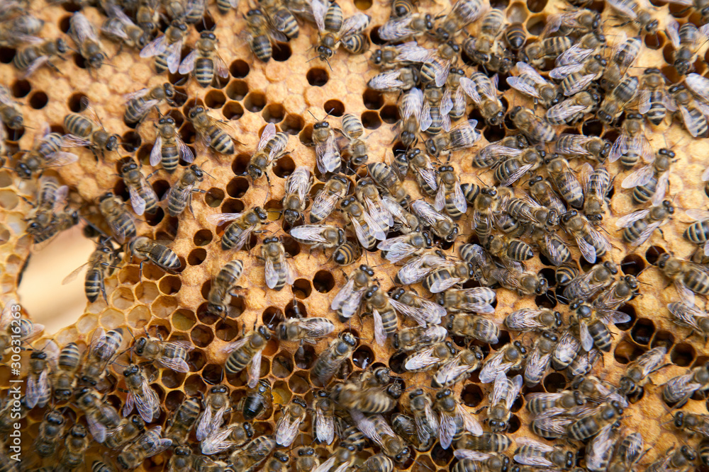 Working bees in a hive on honeycomb. Bees inside hive with sealed and open cells for their young.. Working bees in a hive on honeycomb. Bees inside hive with sealed and open cells for their young..