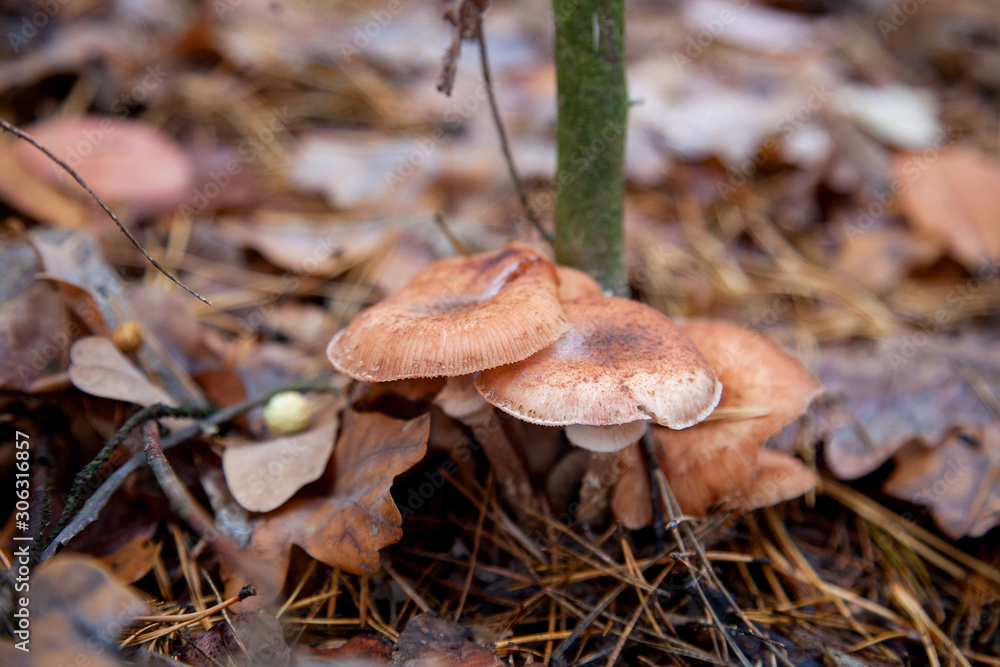 Wild forest mushrooms honey agarics in the forest among red an yellow leaves.. Wild forest mushrooms honey agarics in the forest among red an yellow leaves..
