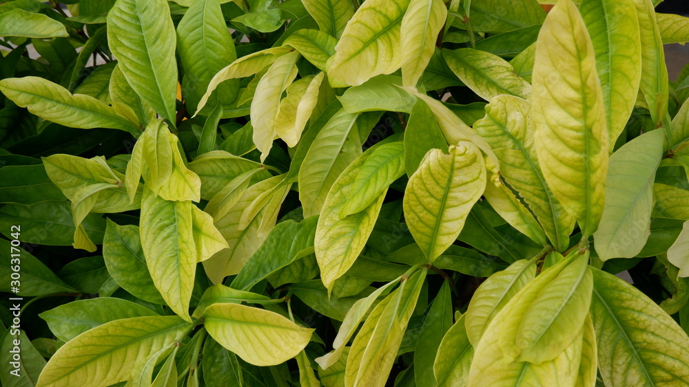 beautiful green leaf beautiful green leaf