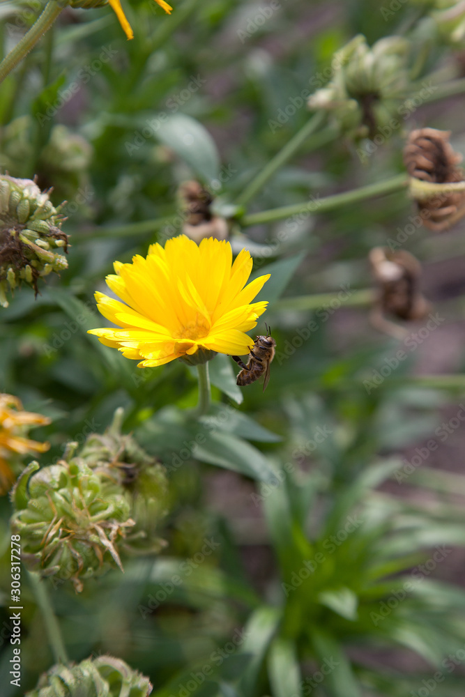 Calendula blooming in the garden. Yellow flowers and green leaves. . Calendula blooming in the garden. Yellow flowers and green leaves. .