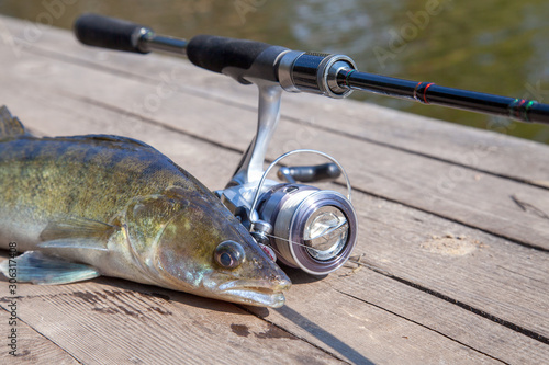 Freshwater zander and fishing equipment lies on wooden background.